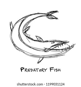 Barracuda fish for your design