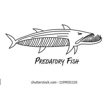 Barracuda fish for your design