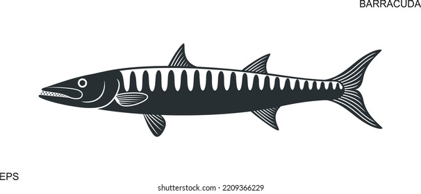 Barracuda logo. Isolated barracuda on white background