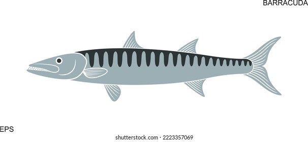 Barracuda logo. Isolated barracuda on white background