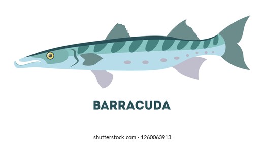 Barracuda marine creature. Fish from the ocean or sea. Aquatic predator. Flat vector illustration