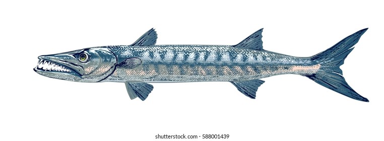 Barracuda on a white background. Colored vector illustration of predatory fish with sharp teeth.