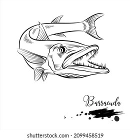 Barracuda, sea animal realistic sketch, vector illustration