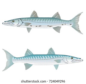 Barracuda vector art illustration