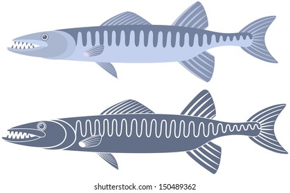 Barracuda. Vector Illustration