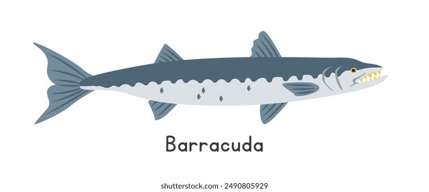 Barracuda vector illustration. Barracuda cartoon clipart, animal in flat style. Sea animals, underwater creatures, ocean animals, marine life concept. Barracuda vector design isolated on white