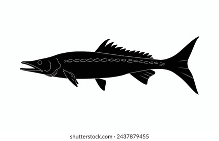 Barracuda vector silueta de fondo blanco