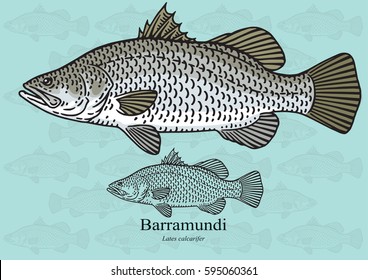 Barramundi. Vector illustration with refined details and optimized stroke that allows the image to be used in small sizes (in packaging design, decoration, educational graphics, etc.)