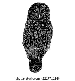 Barred Owl hand drawing. Vector illustration isolated on white background.