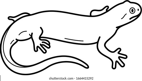 Barred tiger salamander. Vector outline icon.