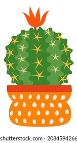 Barrel cactus blooming. Succulent with red flower in cute pot