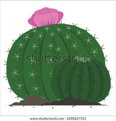barrel cactus with flowerr, Echinocactus grusonii, the golden barrel cactus, golden ball or mother-in-law's cushion, is a well known species of cactus. Thorn of Golden barrel cactuses. desert tree