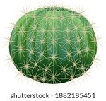 Barrel Cactus isolated on white background illustration