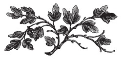 The Barren Fig Tree, Vintage Engraved Illustration.   