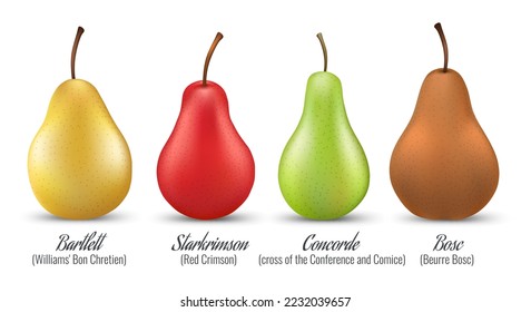 Bartlett starkrimson concorde bosc pear set. Pears varieties for dessert cake fresh meal eating, yellow red green brown vector painting fruits