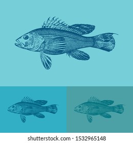 Bas fish vector. Vintage illustration drawing. Applied in colored backgrounds.