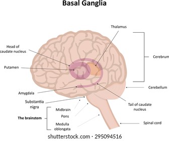 Basal Ganglia