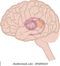 Basal Ganglia