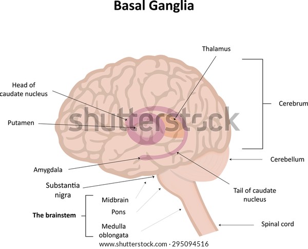 Basal\
Ganglia