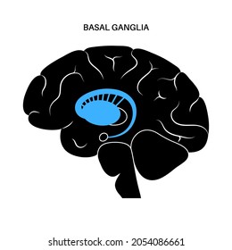 Basal ganglia and limbic system concept. Human brain anatomy. Cerebral cortex and cerebellum medical poster flat vector illustration for clinic or education.