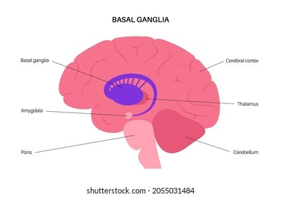 Basal ganglia and limbic system concept. Human brain anatomy. Cerebral cortex and cerebellum medical poster flat vector illustration for clinic or education.
