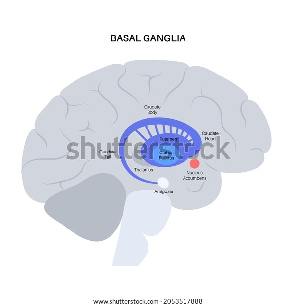 Basal ganglia and limbic system\
concept. Human brain anatomy. Cerebral cortex and cerebellum\
medical poster flat vector illustration for clinic or\
education.