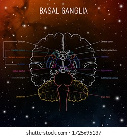 Basal ganglia neuroscience vector infographic. Futuristing illustration of neurobiology scheme of brain.