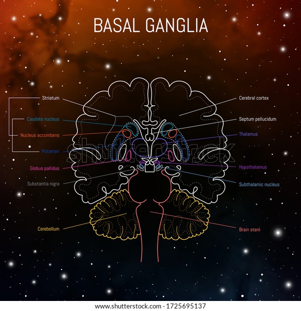 Basal ganglia\
neuroscience vector infographic. Futuristing illustration of\
neurobiology scheme of\
brain.