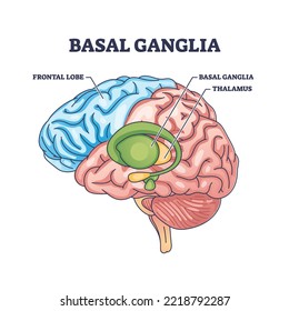 Basal ganglia or nuclei location and human brain structure outline diagram. Labeled educational scheme with head parts and frontal lobe or thalamus sections vector illustration. Medical organ parts.