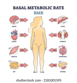 Basal metabolic rate or BMR percentage consumption by organs outline diagram. Labeled educational scheme with human body energy usage for everyday function vector illustration. Medical explanation.