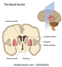 The basal nuclei of the brain