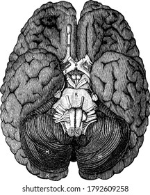 The Base Of The Brain, With The Parts A, Anterior Lobe Of The Cerebellum; B, Olfactory Nerve; C, Portion Of The Posterior Lobe; D, Optic Chiasm; E, Optic Tract; And Other, Vintage Line Drawing.