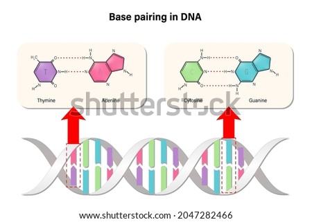 Base pairing in DNA. DNA nucleotide. DNA double helix. Deoxyribonucleic acids. Nitrogenous base (Thymine, Adenine, Cytosine or Guanine) and Sugar-Phosphate backbone. Imagine de stoc © 