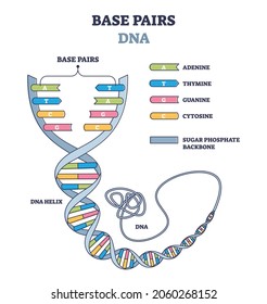 Base pairs of the DNA molecule chains, vector illustration outline diagram. Illustrated DNA helix spiral model. Genetic instructions for the functioning, growth and reproduction of all known organisms