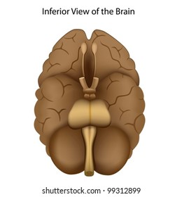 Base view of  human brain anatomy