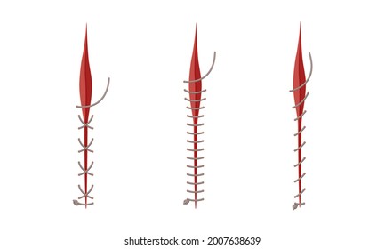 Baseball Stitches and Red Lace with Loop of Thread Isolated on White Background Vector Set