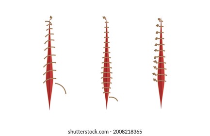Baseball Stitches and Red Lace with Loop of Thread Isolated on White Background Vector Set