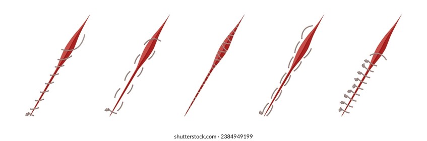 Baseball Stitches and Red Lace with Loop of Thread Isolated on White Background Vector Set