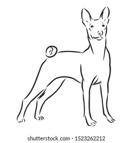 Basenji African dog sketch, contour vector illustration 