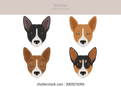 Basenji all colours clipart. Different coat colors and poses set.  Vector illustration