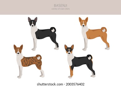 Basenji all colours clipart. Different coat colors and poses set.  Vector illustration