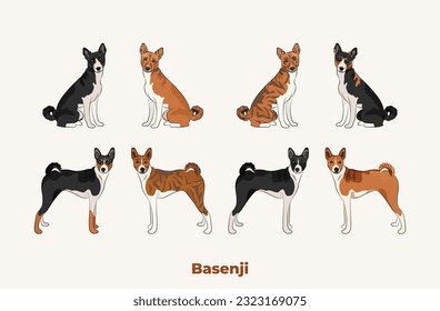 Basenji colors. Popular coat colours. Cute Red congo dogs characters in various poses, design for print, adorable and cute cartoon vector set. Dog Drawing collection set. Tri-color fur dog logo.