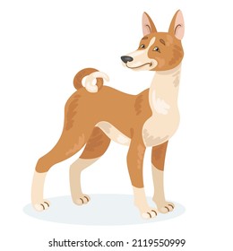 Basenji dog breed. In cartoon style. Isolated on white background. Vector flat illustration.