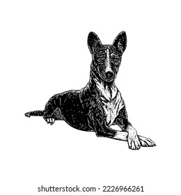 Basenji Dog hand drawing vector isolated on white background.