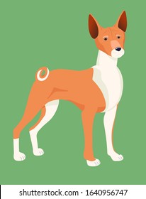 Basenji dog on the green background. Vector illustration