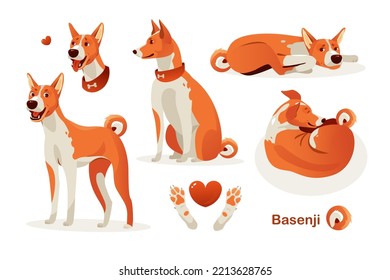 Basenji dog poses. Cartoon vector illustration