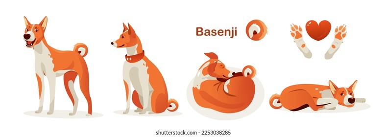 Basenji dog poses. Cartoon vector illustration
