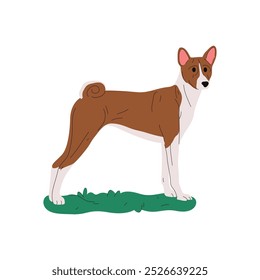 Basenji dog vector illustration. Hunting canine breed pose or african barkless puppy, congo bush doggie. Standing mammal clipart for breeding. Cynology sign or zoology poster, pet sign, animal mascot