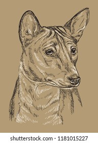  Basenji vector hand drawing black and white illustration isolated on beige background