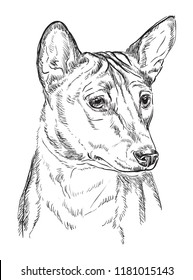 Basenji vector hand drawing illustration in black color isolated on white background